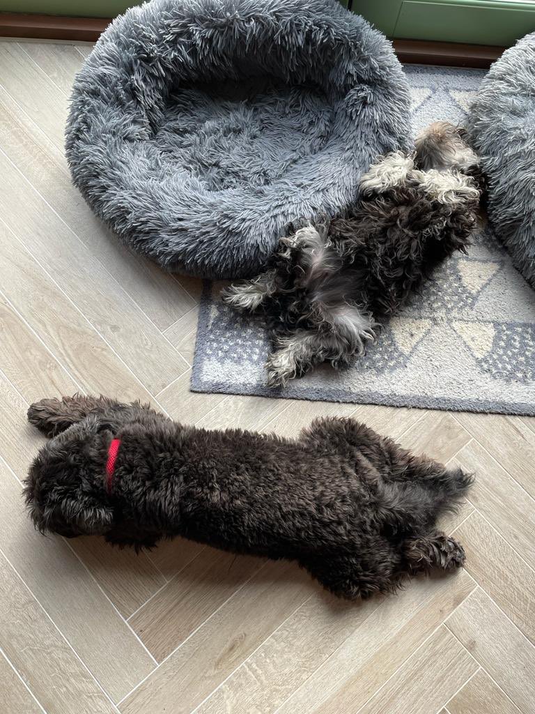 Afternoon nap time. Please do not disturb! #SchnauzerGang #DogsofTwittter