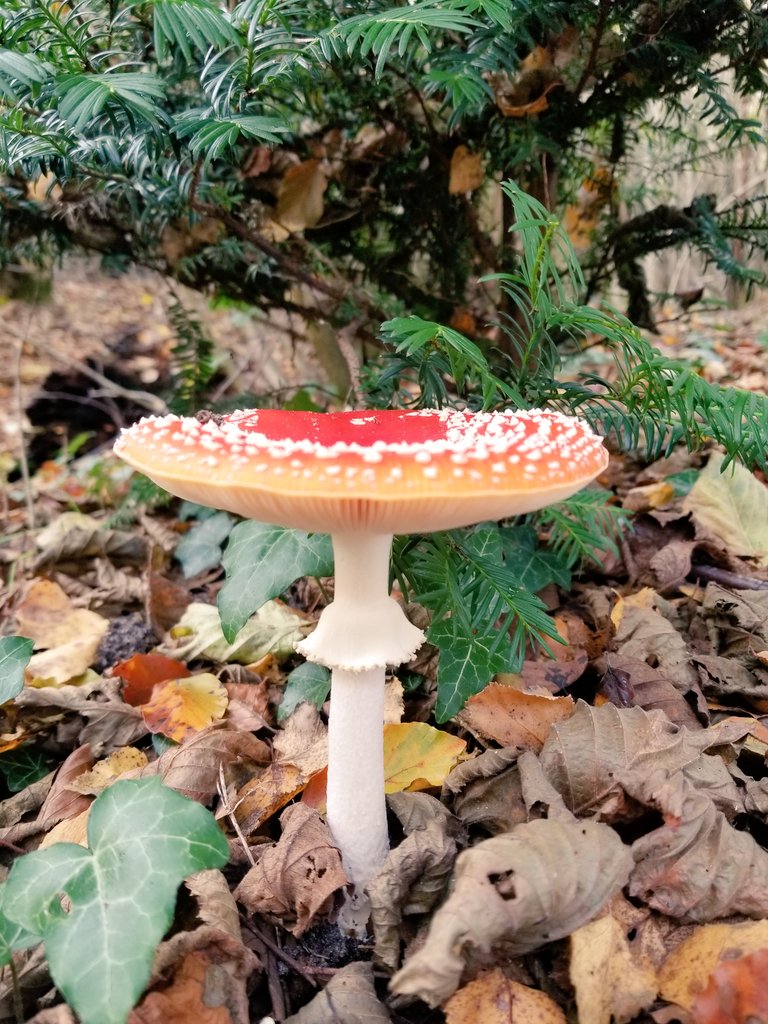 ArtOfMaquenda's tweet photo. Never getting bored of these 🥹🍄 https://t.co/BLj0SPnq8h