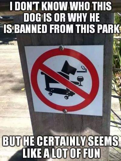RileyRoseWriter's tweet image. Coolest #dog ever. #humor