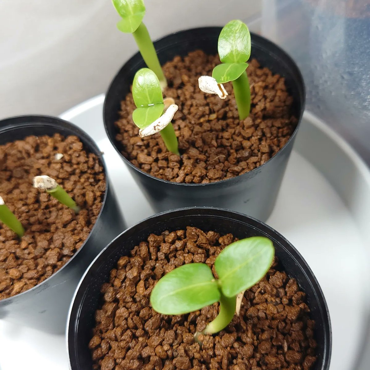 dash818181's tweet image. 出張で2日空けたけど、元気に育ってて安心😄
旅行支援のクーポンでswichBot買ってきたので、これで湿度管理できる✌️

 #swichBot
 #パキポディウム
 #アガベ
 #亀甲竜
 #観察日記