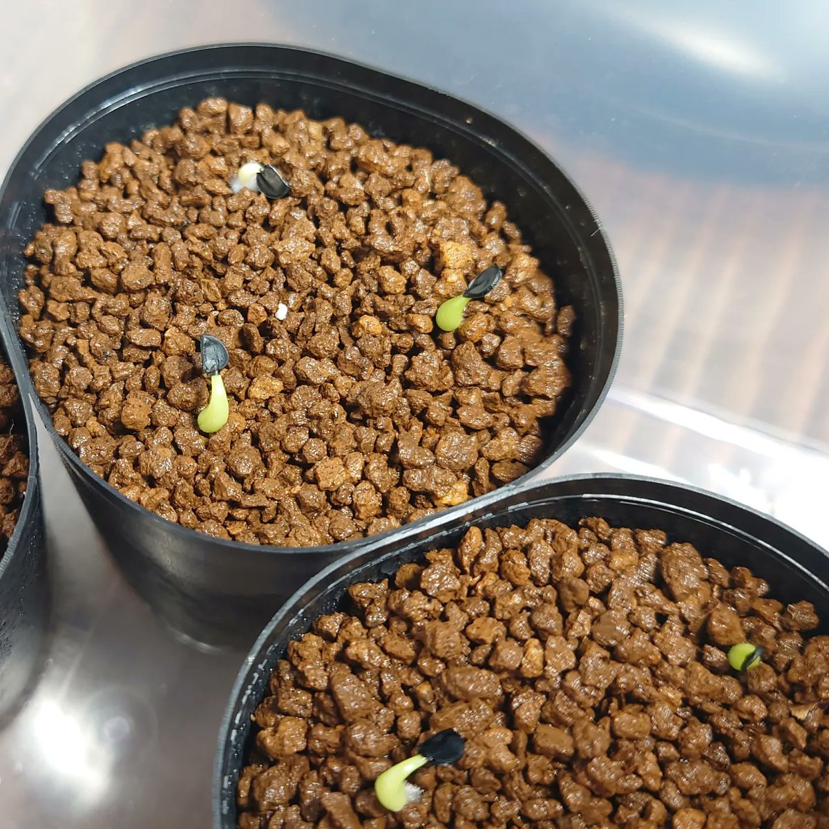 dash818181's tweet image. 出張で2日空けたけど、元気に育ってて安心😄
旅行支援のクーポンでswichBot買ってきたので、これで湿度管理できる✌️

 #swichBot
 #パキポディウム
 #アガベ
 #亀甲竜
 #観察日記