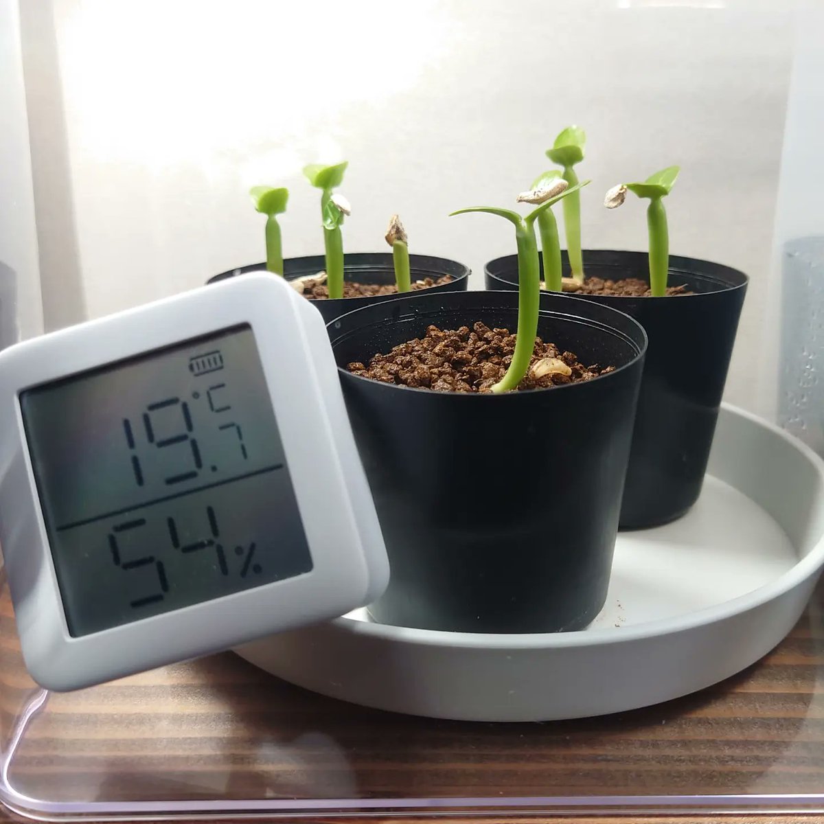 dash818181's tweet image. 出張で2日空けたけど、元気に育ってて安心😄
旅行支援のクーポンでswichBot買ってきたので、これで湿度管理できる✌️

 #swichBot
 #パキポディウム
 #アガベ
 #亀甲竜
 #観察日記