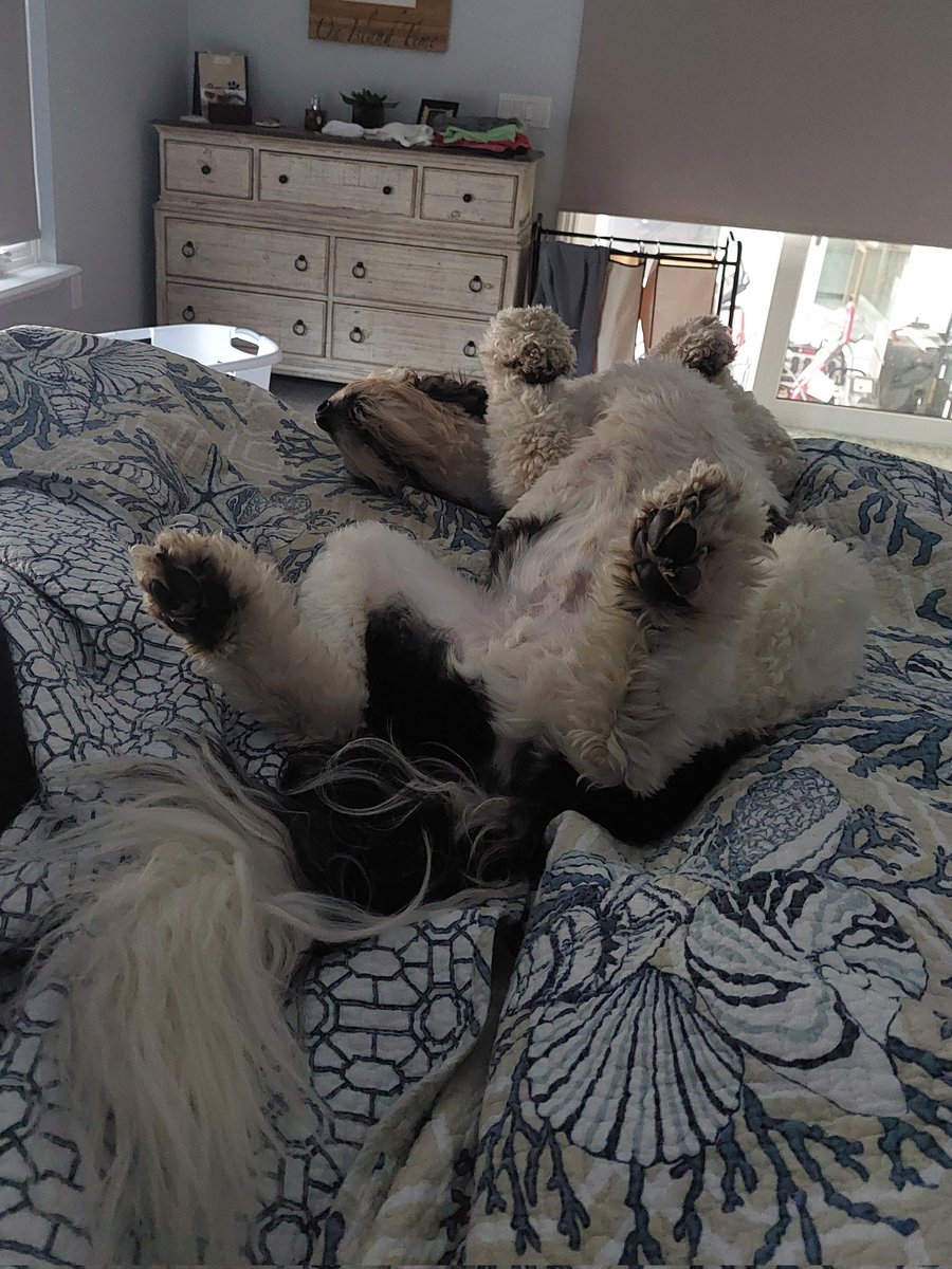 creek_moose's tweet photo. One of those mornings 😴 #thursdaymorning #dogsoftwitter https://t.co/Ga2u4BMAh1