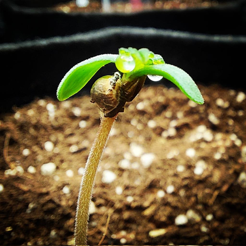 Ready to take on the world...

#GreenLeopard #SeaOfBeam #GrowYourOwn #Mmemberville #StonerFam #MMJ #THC #CBD #LegalizeIt