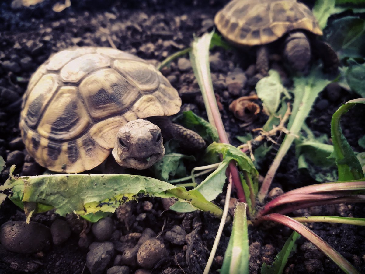 EvolAppJournal's tweet photo. From STRs to SNPs via ddRAD-seq: Geographic assignment of confiscated tortoises at reduced costs
https://t.co/QA3V4gy62X
by Biello et al @rsbiello

#conservation #genomics #reptiles #tortoise #endangered https://t.co/SzEAm2Ij3q