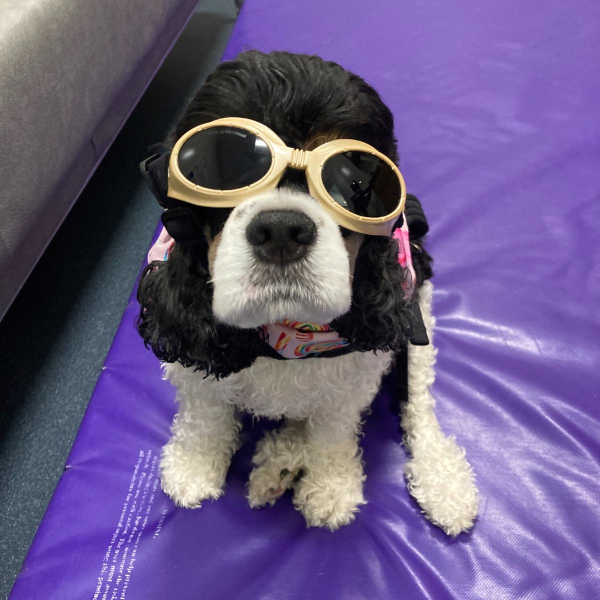 Tweet by Purdue Veterinary Medicine