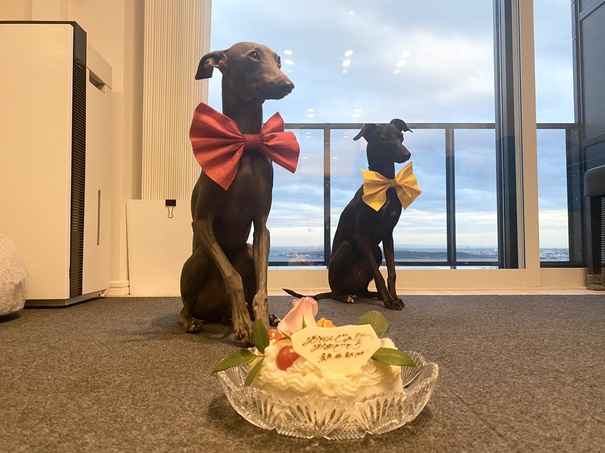 tetsu_5678's tweet photo. 1歳になりました✨
おばあちゃんお手製のチキンのケーキ、美味しかった🎂

#もうパピーじゃない
#イタリアングレーハウンド
#イタグレ
#多頭飼い https://t.co/IPf3ytr8DX