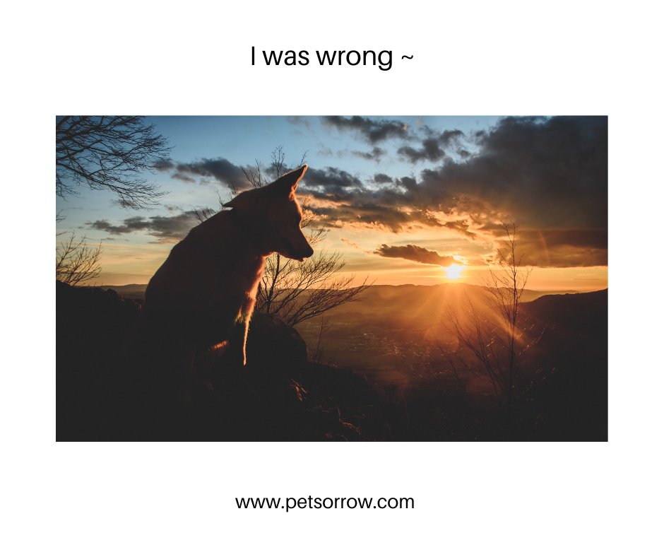 A thousand moments that I had just taken for granted - mostly because I had assumed that there would be a thousand more ~ Morgan Matson 🦋

#petlossgrief #healingsolutionsforpetloss #griefandloss