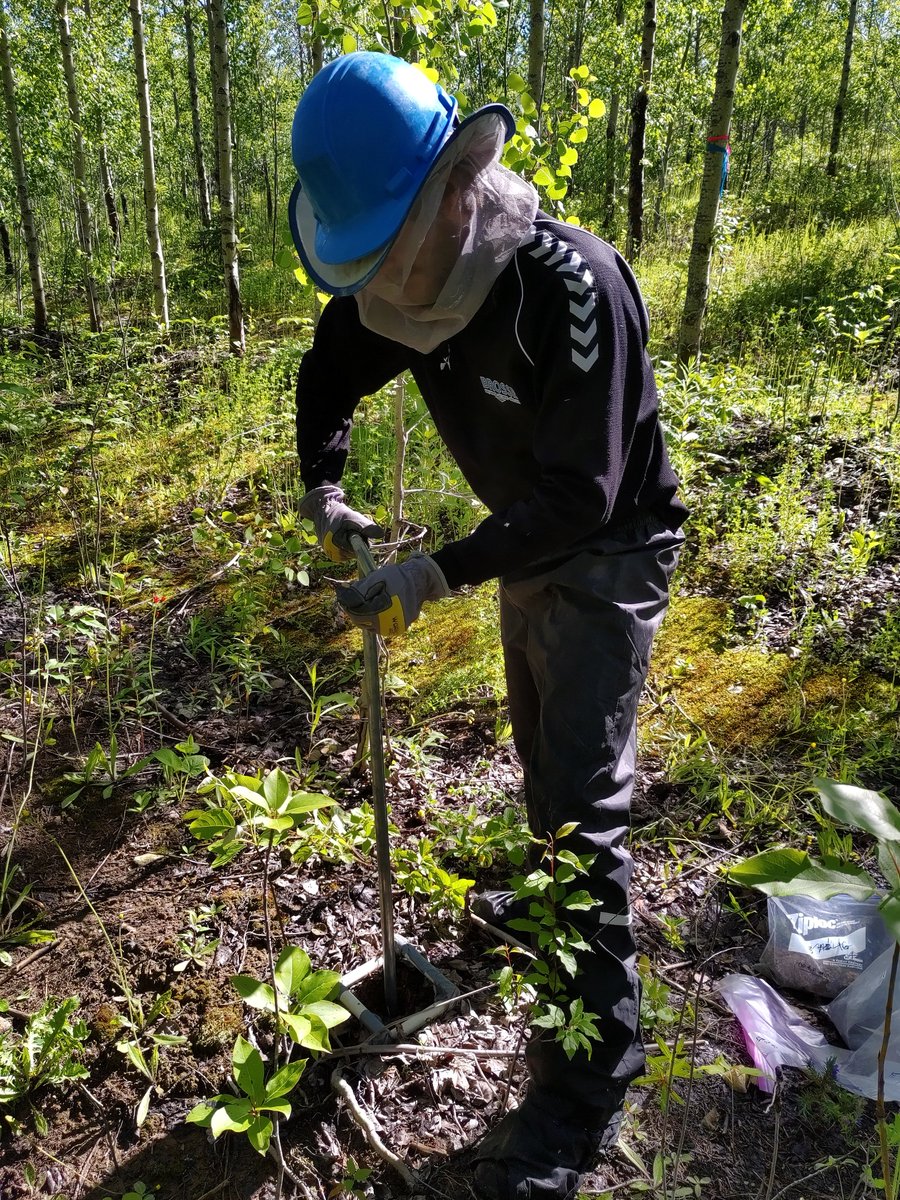 KarelleRheault's tweet photo. This summer I travelled to Canada, to work at @UQAT with @Dess_27 and her PhD student, Geoffrey Zanin. We are working together to understand how land use legacies influence ecosystem processes after #afforestation. Tune in to learn more about our collaboration! #GHG #microbiology https://t.co/FO4J1Bw4lT