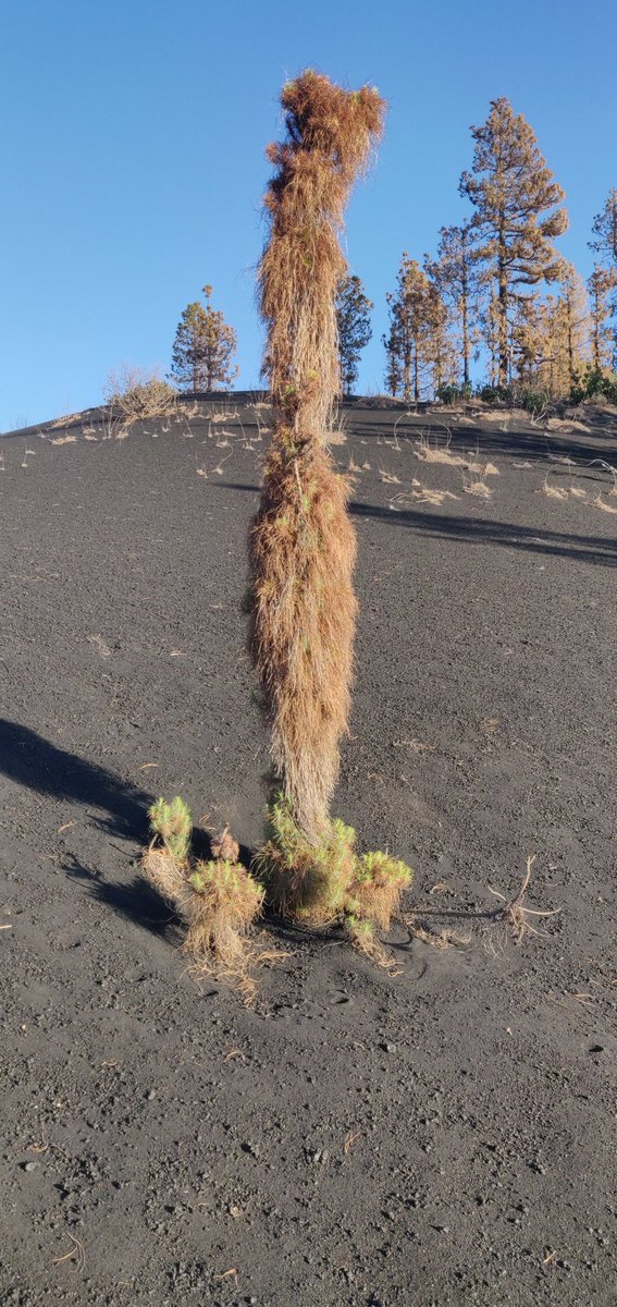 Empezamos a subir al volcán de La Palma de 2021 🌋 de nuevo. Apasionante cómo los pinos canarios se secaron, brotaron de nuevo, volvieron a secarse y vuelven a brotar. La lucha de la vida por subsistir...