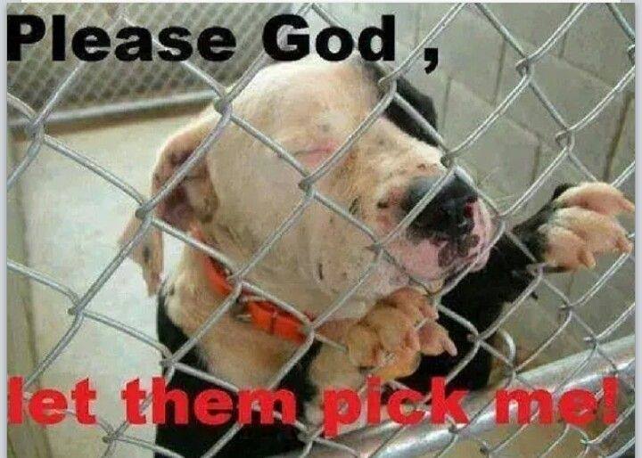 This is what it's like for dogs stuck in shelters. It is excruciating to go to one of these places &amp; see them.  They sit there waiting for someone to notice them &amp; take them home. All they want is a family to love. Please give them a chance. 
Remember #AdoptDontShop