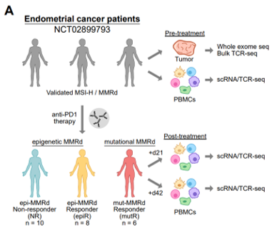 ElizSMcKenna's tweet photo. Now online in @CD_AACR: Distinct Mechanisms of #MismatchRepair Deficiency Delineate 2 Modes of Response to PD-1 #Immunotherapy in #EndometrialCarcinoma by @ScienceChow Tai Michaels @VirusesImmunity @ericsongg, Alessandro Santin, et al. @YaleMed @YaleCancer https://t.co/yipSJbFjCl https://t.co/SwjpEBxoX6
