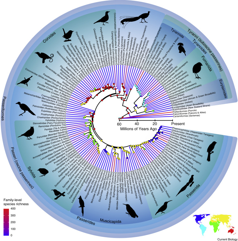Two out of three bird species are songbirds.
They most likely spread from Australia across the globe.
We don't really know why they are so successful.
🤯🐦

 For more check out the fabulous primer on #songbirds by <a href="/UrSchmittinMe/">Jonathan Schmitt</a> &amp; <a href="/ScottVEdwards1/">Scott V Edwards</a> 
cell.com/current-biolog…