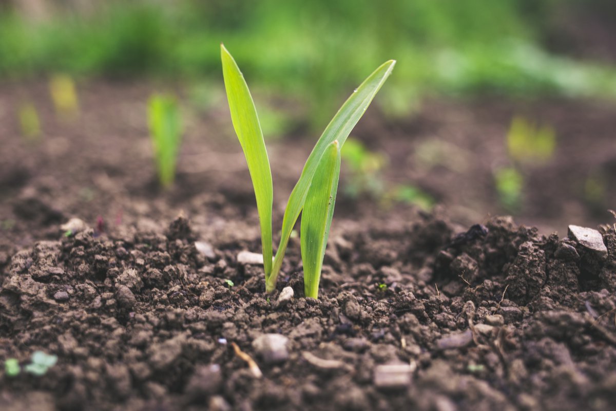 'We need to stop treating soil ecosystems like dirt,' writes Professor @y_buckley from @TCD_NatSci in the @IrishTimes. This is a fascinating piece about looking beyond the obvious in the fight for a more sustainable future. Read it at: bit.ly/3sBTnrt