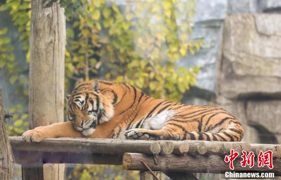 OneMoment The adorable animals at Changzhou Yancheng Safari Park are  enjoying the cool autumn weather. #onemoment China Daily @chinadaily