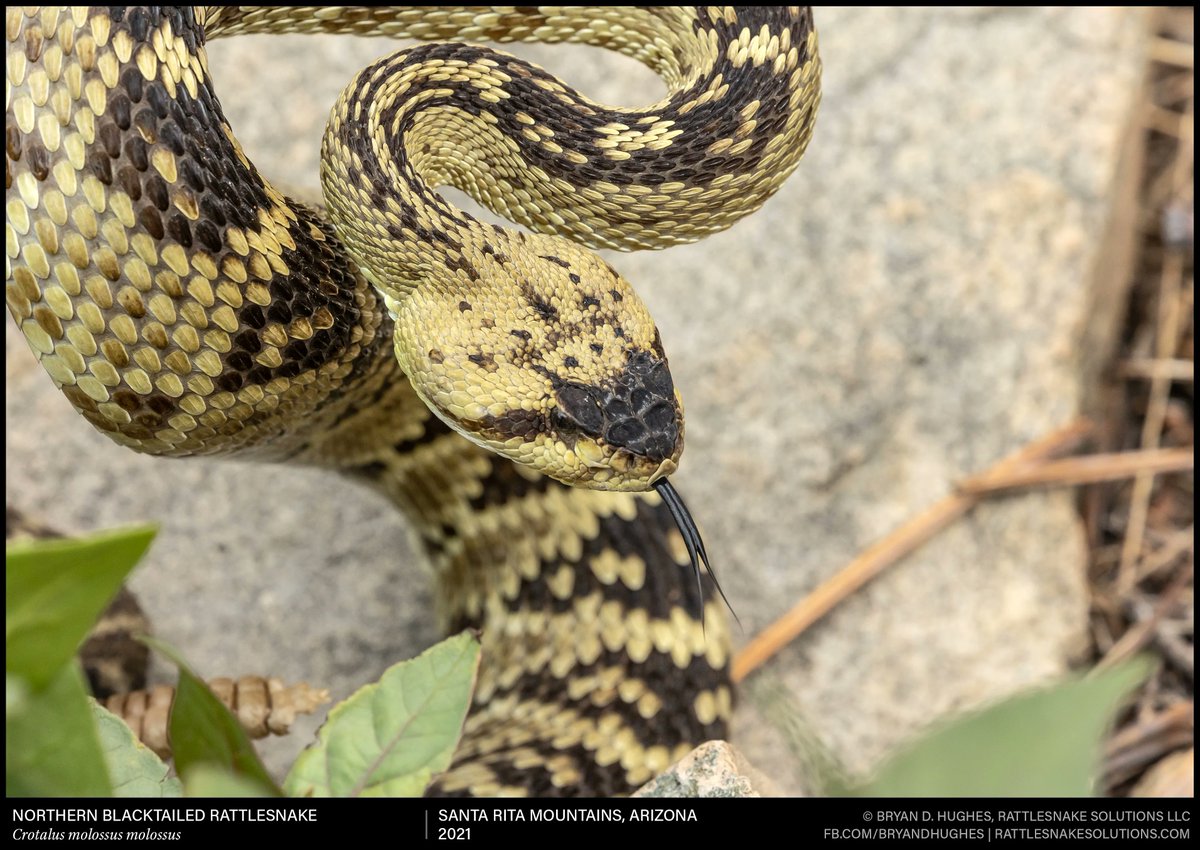 A defensive Blacktailed Rattlesnake from southeastern Arizona. This stance is not a sign of aggression, but a simple request: 'don't come near, I will defend myself'.