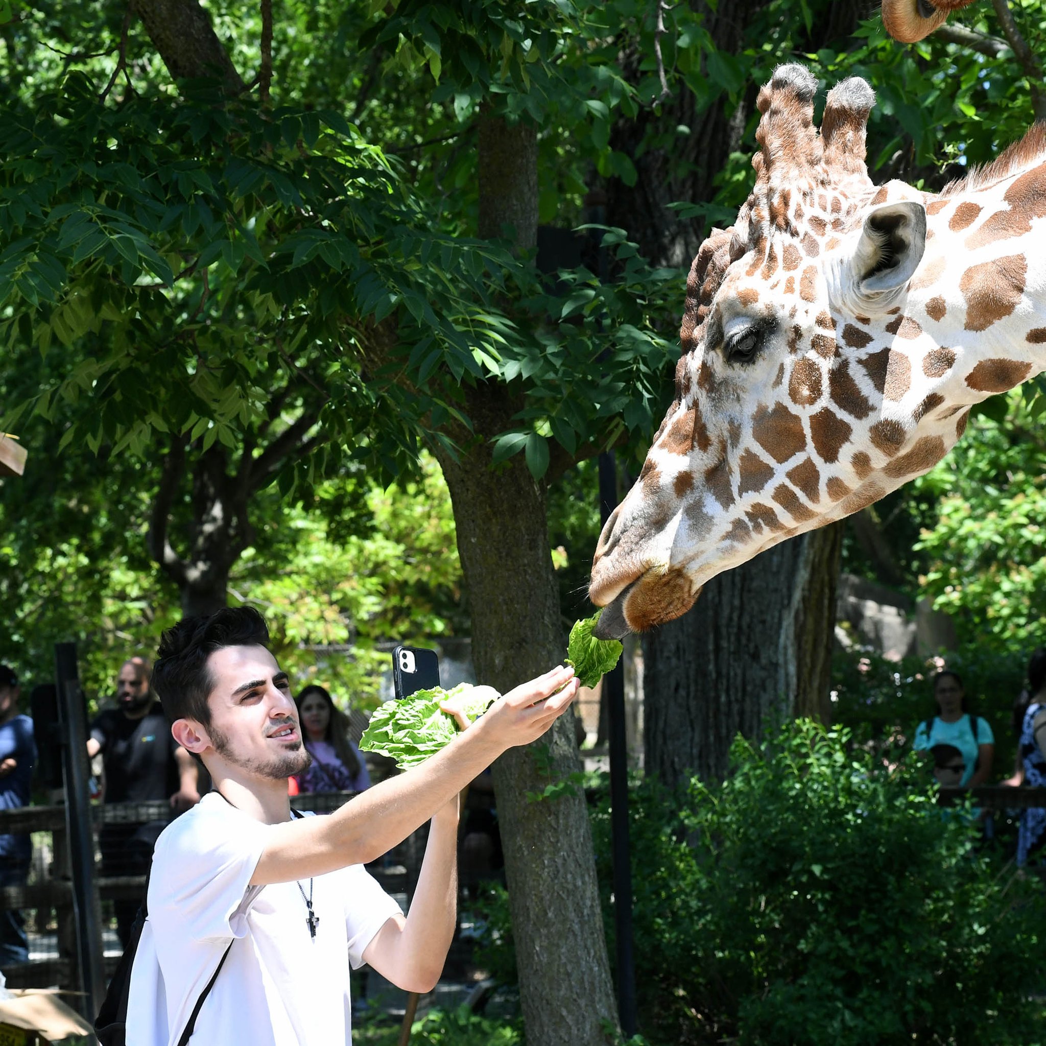 Brookfield Zoo on Twitter "📢 Final call for giraffe feedings! This