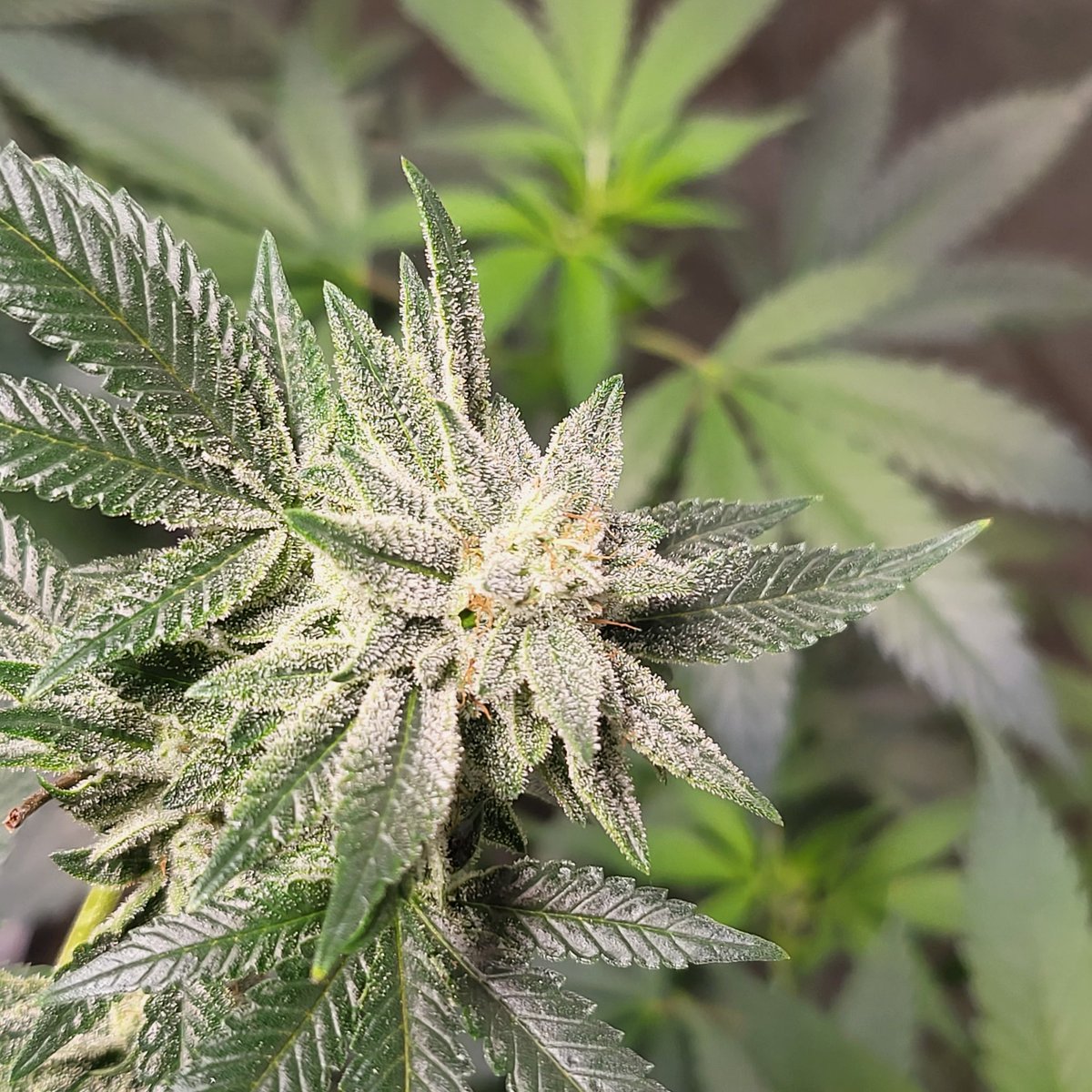 Now that <a href="/elonmusk/">Elon Musk</a> is here we will be more active on Twitter. Here is a strain we've been working on as a hobby for a little while. 
We are calling it "Lake Elmo Reserve" because it smells like straight feet In a campground bathroom during weeks 3-6 in flower.