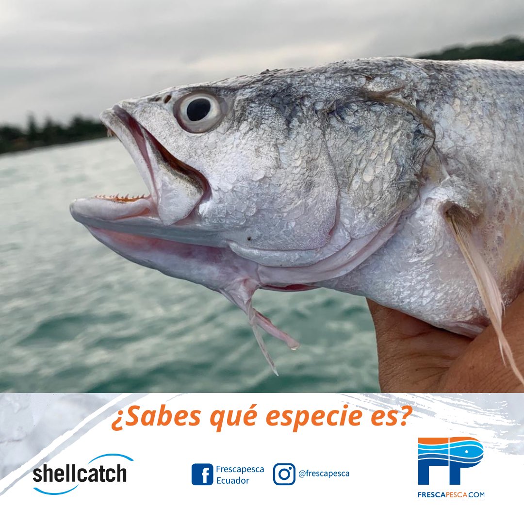 Shellcatch Ecuador tweet media