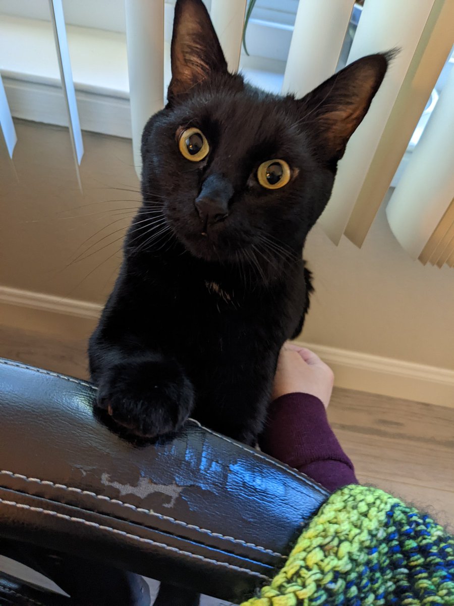 DeaconTheCat's tweet photo. It is National Black Cat Day, so you are legally obligated to give me kisses https://t.co/SFbt3DNQoG