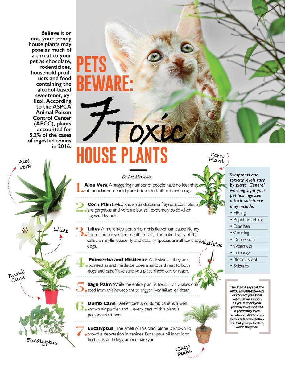 Kayley_B_Little's tweet photo. As a veterinarian technician, I’ve seen many cats fall victim to plant toxicity. Cat owners should be aware of the possible symptoms including: vomiting, oral pain, elevated heart rate, drooling, etc… If you notice any of these symptoms contact your vet immediately! @ASPCA https://t.co/kTxRyXbvyC