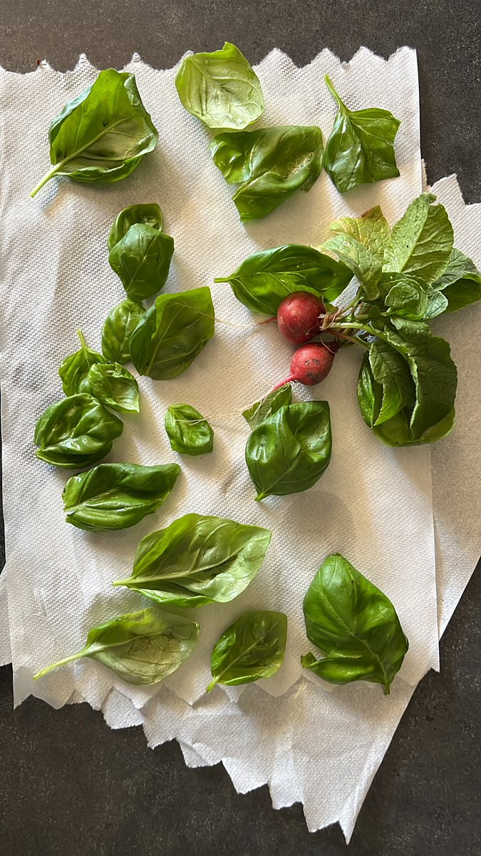 #whatsgrowinginourgarden