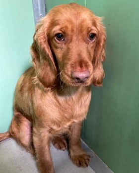 millypod1's tweet photo. RUBY HOME SAFE. THANKS FOR RT's ๐๐๐พ
๐20 OCT 2022 #Lost RESCUE DOG #ScanMe Cocker Spaniel Female Tag has name 'loki'
Next to foot bridge crossing onto Cheltenham Race Course /Linden Avenue
#Prestbury #Cheltenham #Gloucestershire #GL52
SIGHTINGS*
https://t.co/7gKjKqz70w https://t.co/GMoFfyiFdY