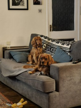 millypod1's tweet photo. RUBY HOME SAFE. THANKS FOR RT's ๐๐๐พ
๐20 OCT 2022 #Lost RESCUE DOG #ScanMe Cocker Spaniel Female Tag has name 'loki'
Next to foot bridge crossing onto Cheltenham Race Course /Linden Avenue
#Prestbury #Cheltenham #Gloucestershire #GL52
SIGHTINGS*
https://t.co/7gKjKqz70w https://t.co/GMoFfyiFdY