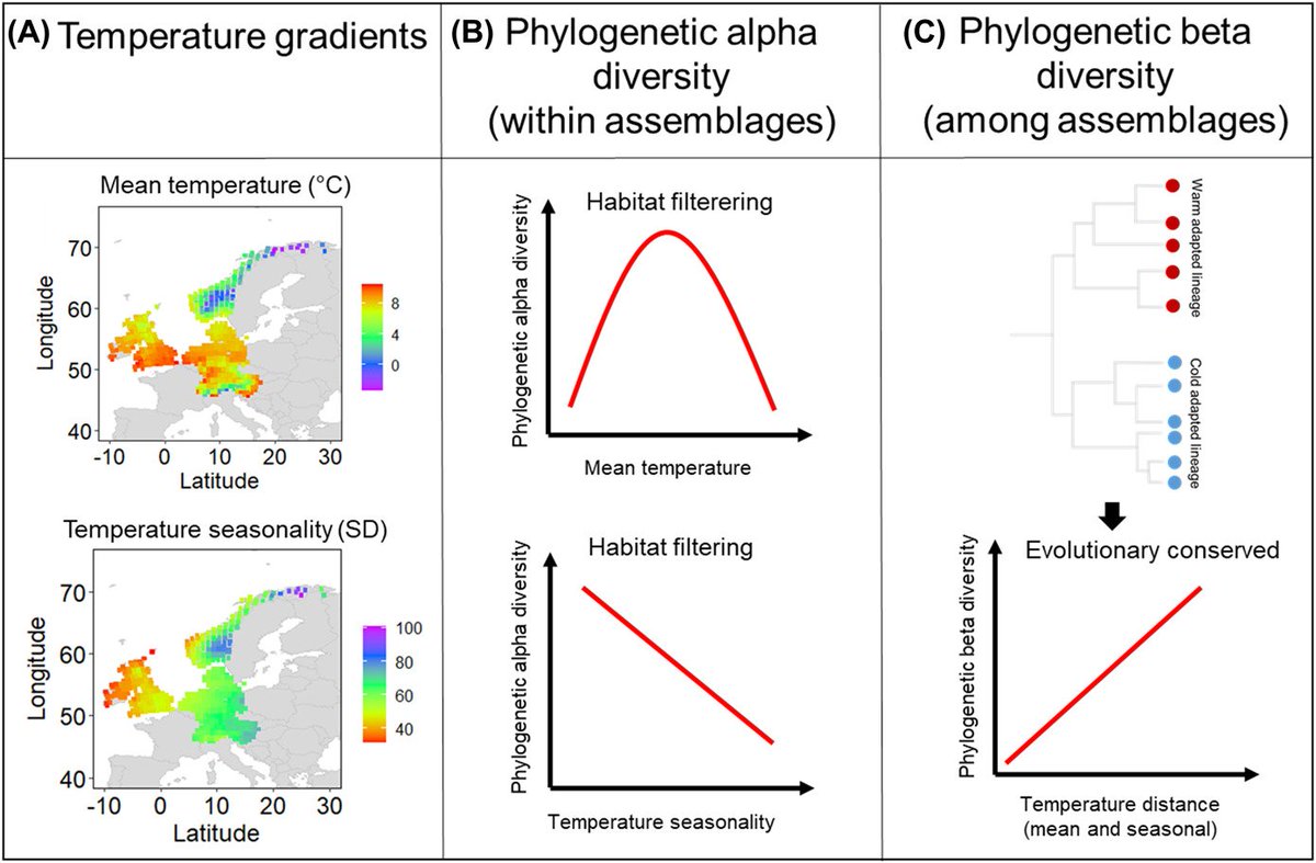 European mushroom assemblages are phylogenetically structured by temperature onlinelibrary.wiley.com/doi/10.1111/ec…