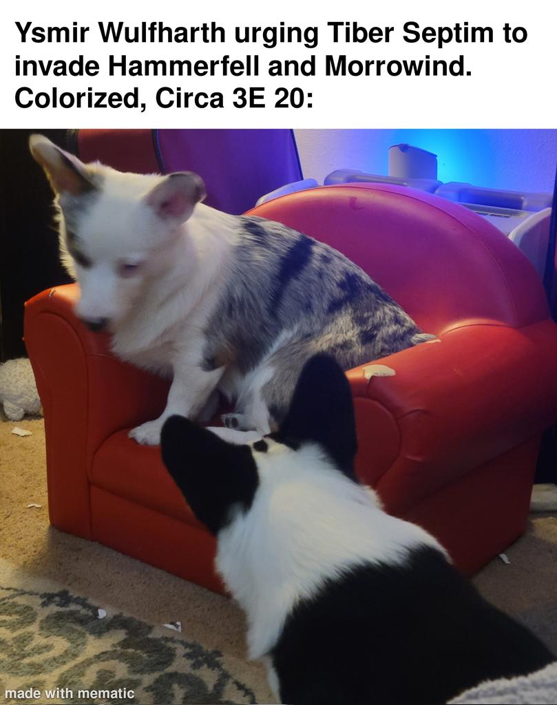 ♤ I will be doing replies soon and new stuff until then enjoy Corgi meme