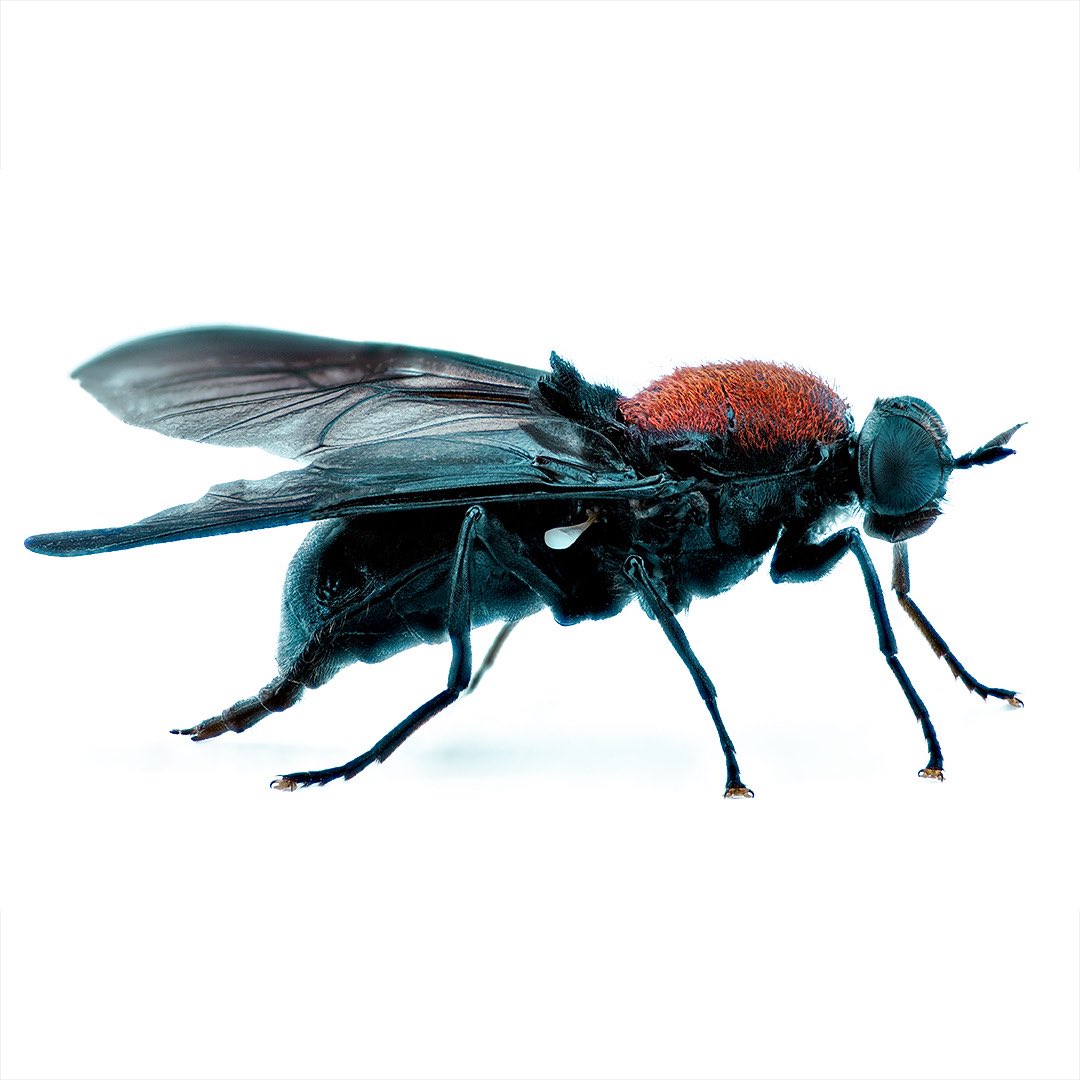 sagaOptics's tweet photo. Soldier fly with fuzzy red back. Clitellaria cf. ephippium.
#fly #soldierfly #waffenfliege #diptera https://t.co/b9UMr6pz5R