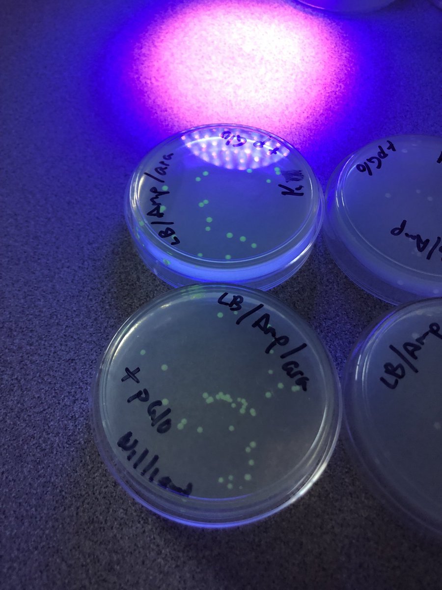 Ms_Williams3's tweet photo. Students transformed bacteria and made them glow.  BioRad’s pGLO bacterial transformation kit! ⁦@ChwkSecSch⁩ #sd33learns https://t.co/oG7EQc6ps1