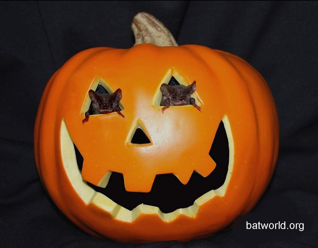 Happy *almost* Halloween, Peeps!

These two little rescued free-tailed bats were were offered treats to tempt them to look out of the pumpkin. They are sitting on a padded surface that was placed inside so they would be high enough to poke their heads out. 😊

#BatWeek