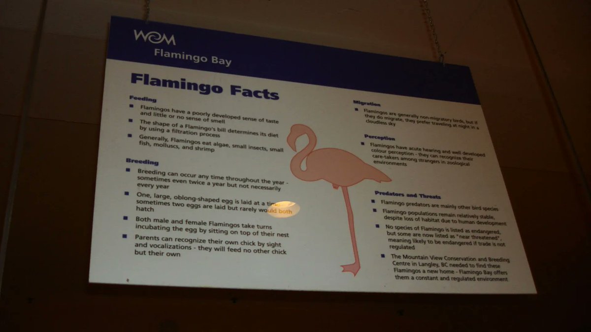 onthisdayyeg's tweet photo. West Edmonton Mall had flamingoes featured in two different locations in separate periods. One was near the ground floor casino hallway, and the other was where the Birds of Paradise is today.

Taken #OnThisDayYEG October 27, 2007. https://t.co/c3iEjmSPQj