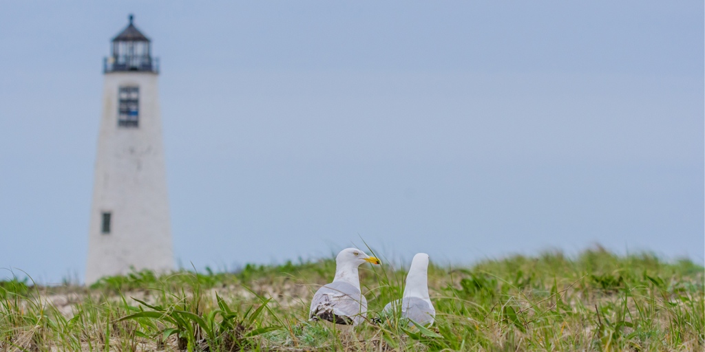 *Tomorrow*: Get to know one of Nantucket's most beautiful places, the Coskata-Coatue Wildlife Refuge, on a free virtual tour with <a href="/thetrustees/">The Trustees</a> on Oct 28: learn more and register: nantucketfootprints.net/2022/10/26/cos…
#EveryChoiceMakesAnImpact #nantucket