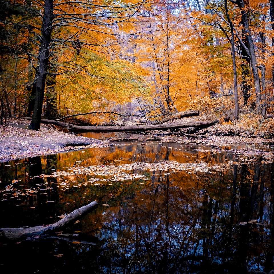 exvanjellycal's tweet photo. "The world and the universe is an extremely beautiful place, and the more we understand about it the more beautiful does it appear."
Hoffmaster State Park 10/25/22
@PureMichigan @MiStateParks #michiganstateparks #VoteBlueToProtectYourRights #VoteBlueForSoManyReasons https://t.co/IOPfp2qFiu