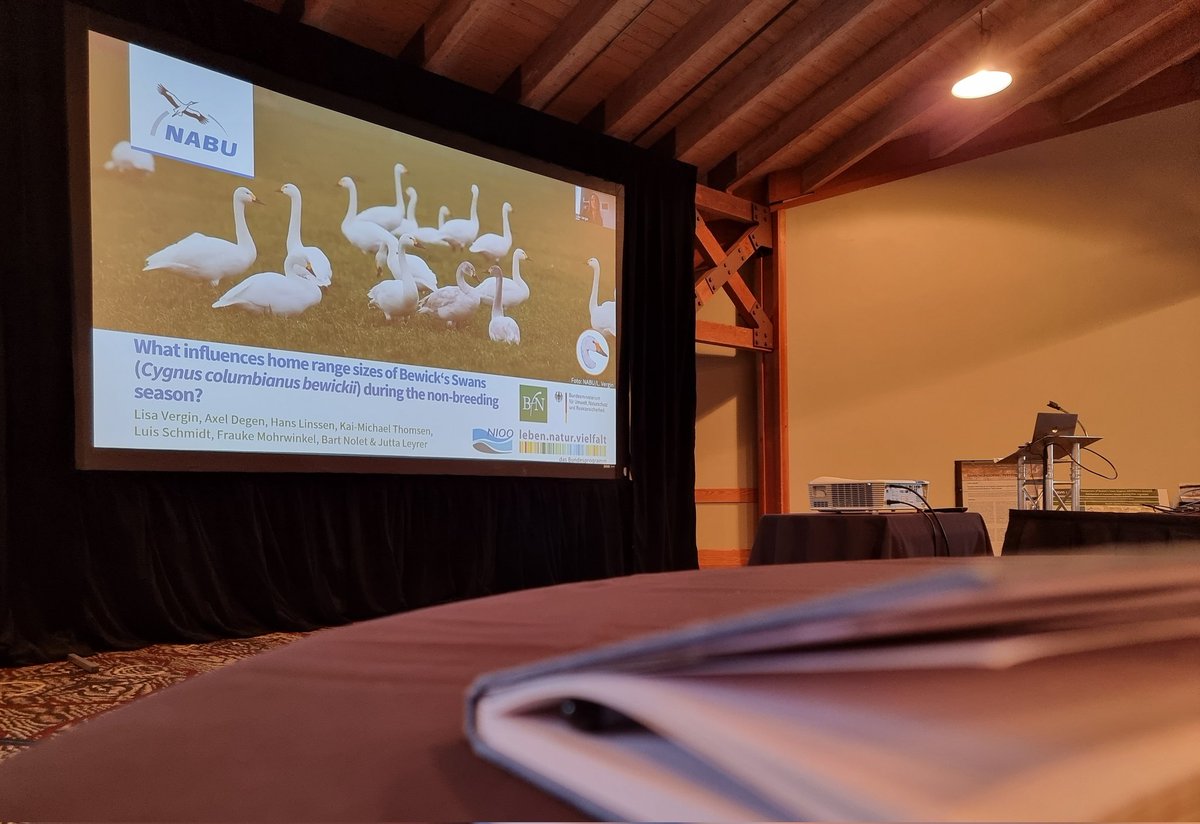 Good to see @LisaVergin1995 presenting virtually to the International Swan Symposium in 🇺🇸 on her work on Bewick's Swans in Germany. Germany 🇩🇪 now hosts a very high percentage of the NW European population of Bewick's & is an important wintering destination for these birds.