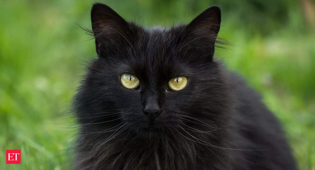 National Black Cat Day: See why US celebrates this occasion - Economic Times https://t.co/vp4O4XfC8P https://t.co/3Cd3Ln7lwJ