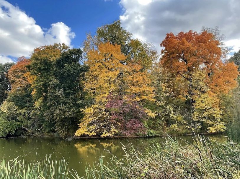 loukyparks's tweet photo. The fall trees never get old 🍂 We are taking in all the beauty while it lasts! A park goer took this at Cherokee Park! 

📸: @michelleblackwhite on Instagram https://t.co/ancYN5NCB9