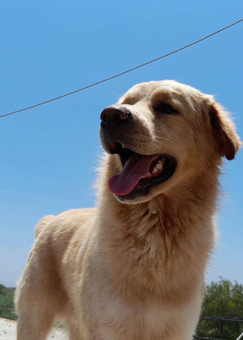 EsperanzaI_B's tweet photo. Pancho, es mi perro de 4 años, criollo, de tamaño grande, toma mucha agua, con mucho apetito y fuertes ladridos. Él, nos ayudó a afrontar la pandemia, a mi familia y a mí, con su compañía y sus travesuras, olvidábamos por un momento las pérdidas de familiares y amigos (3/n) https://t.co/lOfLQZR44j