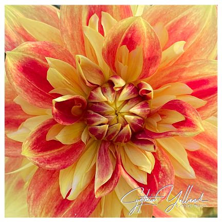 CynthiaYolland's tweet photo. Fall Frenzy
Are you prepped for the Holiday gauntlet? Are you costumes ready? Your Turkey Ordered? Your wishlists fulfilled?
Me Neither!
Share Nature's frenzy
#Dahlia #FallFlower #Frenzy #SlicesofBeauty https://t.co/Oec2wT9P8g