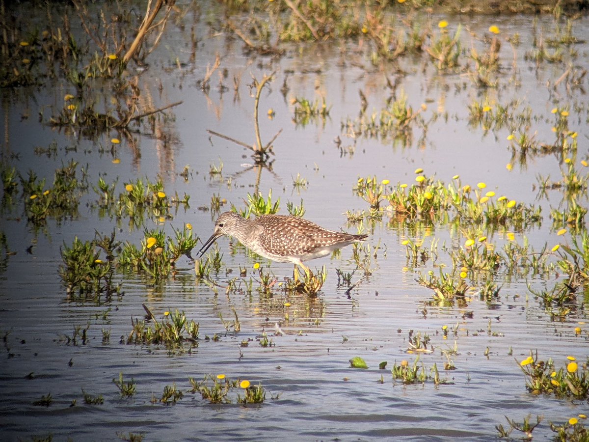 piner_chris's tweet photo. Juv Lesser Yellowlegs still 14:12 Marshside RSPB at Crossens inner marsh on pool by sewage works @RareBirdAlertUK https://t.co/0SQaLtvUeI