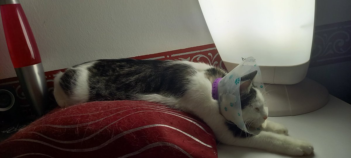 Akatatsu22's tweet photo. Mein Katerchen ist so niedlich wenn er schmollt... 
Warum muss dieses doofe Frauchen auch dieses blöde Plastikteil über den Kopf ziehen? Da kann man doch gar nicht diesen juckenden Ausschlag am Hals lecken! https://t.co/5P12iZjrCF