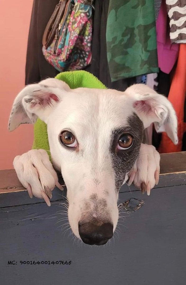 💕 Special Home Appeal 💕 Our stunning #Whippet Lily is still waiting for her 5* home Such an affectionate, loving girl Lily needs to be the only pet in an experienced home-she has a high prey drive Secure garden for zoomies ❤️🐕 Madra.ie #AdoptDontShop