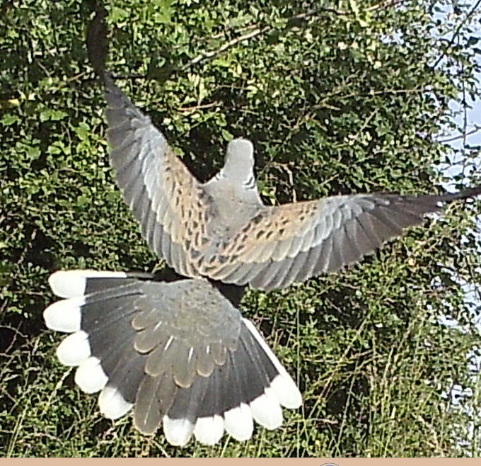 HIHUBInfo1's tweet photo. https://t.co/hKpplYY4wC
A glimpse of some young birds in the village at the end of the summer has brought hope that there will be more regular visitors in the future. Read more above. #Histon #Impington #HIHUB #TurtleDoves #Birds #Nature #AbbeyFields https://t.co/lCjuWrfrGN