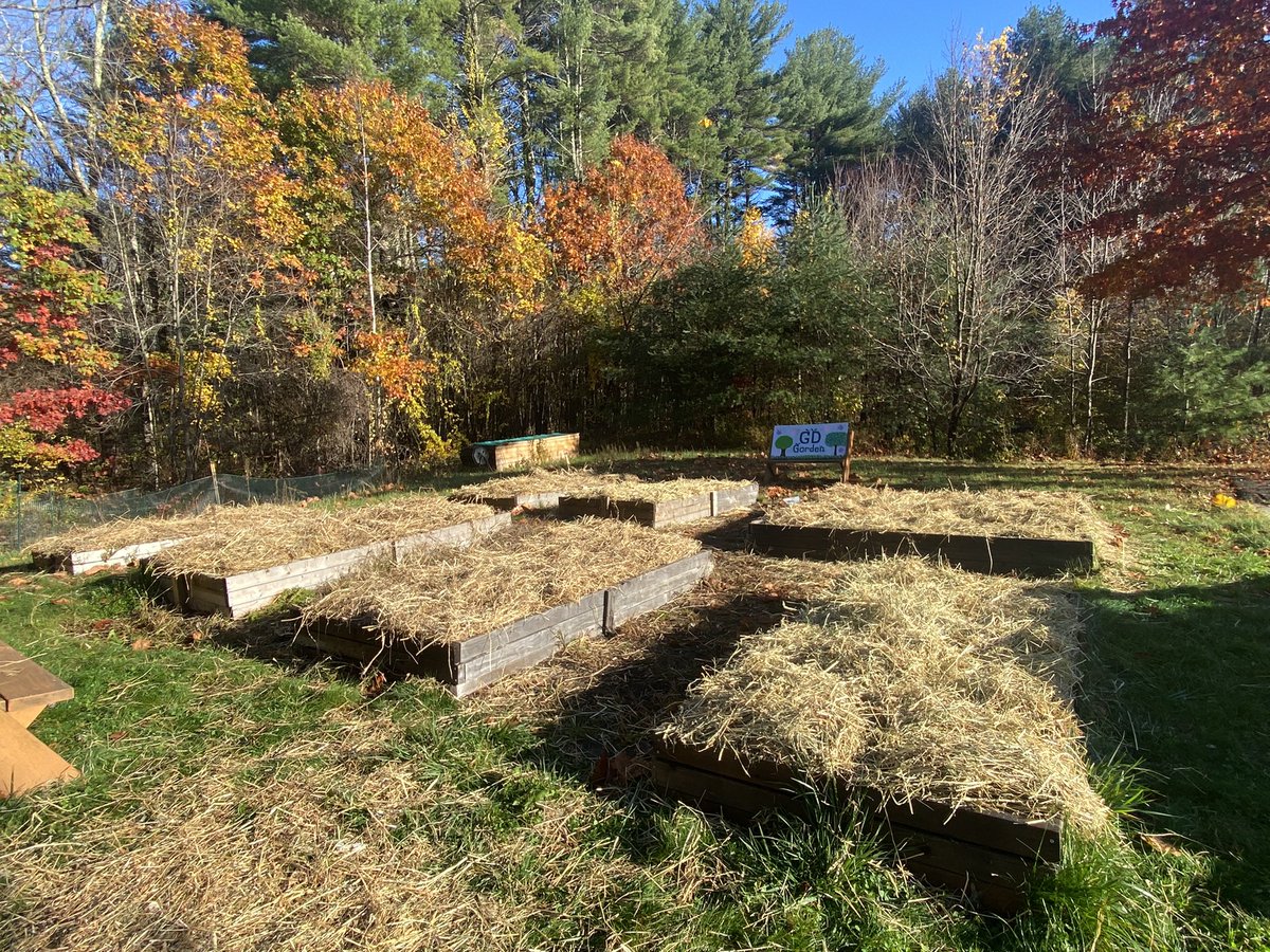 GDSustainable's tweet photo. 115 bulbs of garlic planted, mulched up and ready for winter! ❄️ 
#gdrsdchat #sustainableliving https://t.co/CakA3bZ95c
