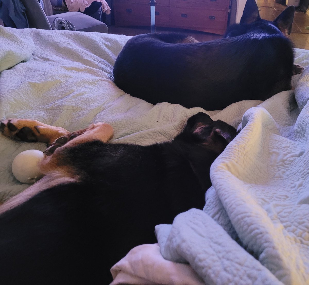tomstroops's tweet photo. Widow Truth: Another slow morning b/c I was up most of the night. Upsetting memories from Tom's care show themselves most nights.  Complicated grief and reliving trauma is what is left after years of caregiving to my #ASvet. #ALSwidow #Tomstroops https://t.co/sGtTTZpa74