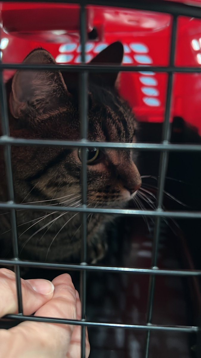 Brianized tweet media