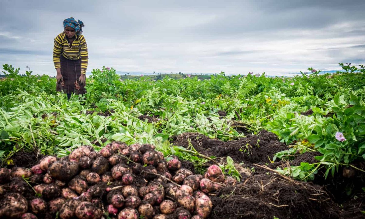 KenyaCIC's tweet photo. Tembelea Tissue Culture Banana Women Group is based in Bungoma County. The group produces potatoes on a 5-acre piece of land; they have also ventured into potato value chain producing crisps &amp; cakes. They are currently receiving technical support under the #AgriBiz programme. https://t.co/BHRaOH61Pz