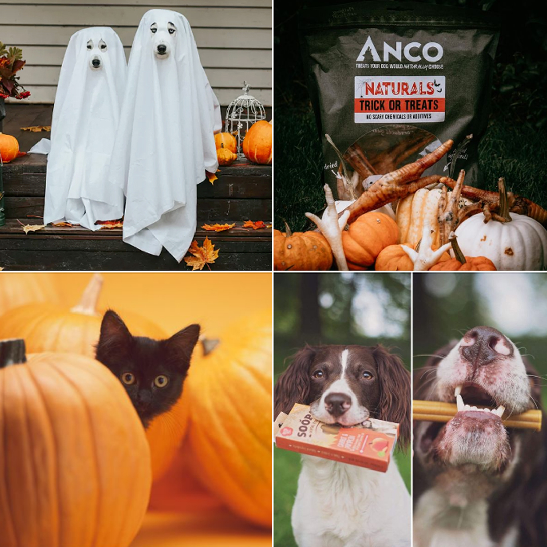 🎃👻 Happy Halloween Pet lovers! 👻🎃
FLASH SALE ON SELECTED TREATS Use code JBTREATS at checkout for 15% OFF!
OFFER EXPIRES 6TH NOVEMBER
Check out the full list of sale products below:
ALL Cat Treats
Anco Naturals Trick or Treats
Edgard &amp; Cooper Bits/Bars/Jerky
Soopa
Pooch's